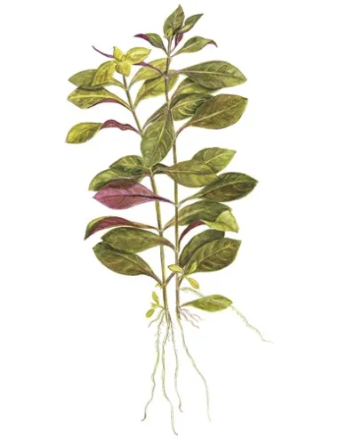 Ludwigia repens 'Rubin'