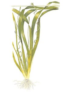 Vallisneria americana 'Gigantea' 2