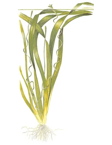 Vallisneria americana 'Gigantea'