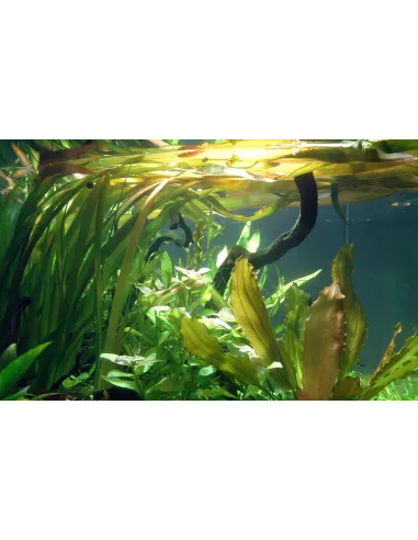 Vallisneria americana 'Gigantea'