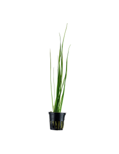 Vallisneria nana