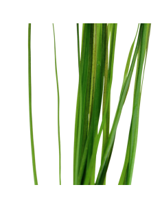 Vallisneria nana 2
