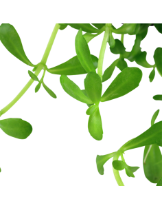 Bacopa monnieri 'Compact' 2