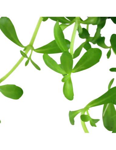 Bacopa monnieri 'Compact'