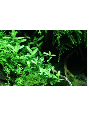 Bacopa monnieri 'Compact'