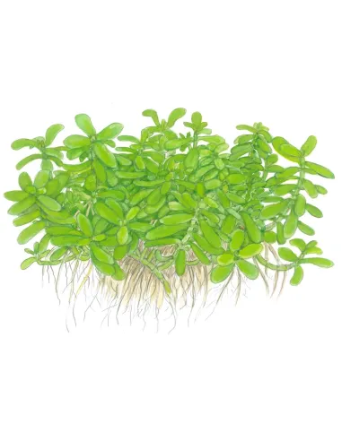 Bacopa monnieri 'Compact'