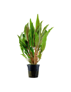 Cryptocoryne undulata 'Broad Leaves'