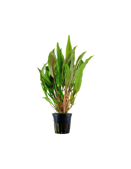Cryptocoryne undulata 'Broad Leaves'
