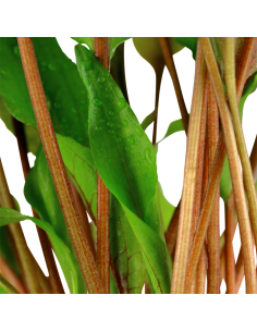 Cryptocoryne undulata 'Broad Leaves' 2