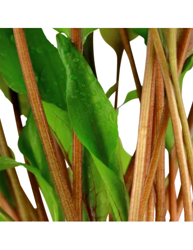 Cryptocoryne undulata 'Broad Leaves'