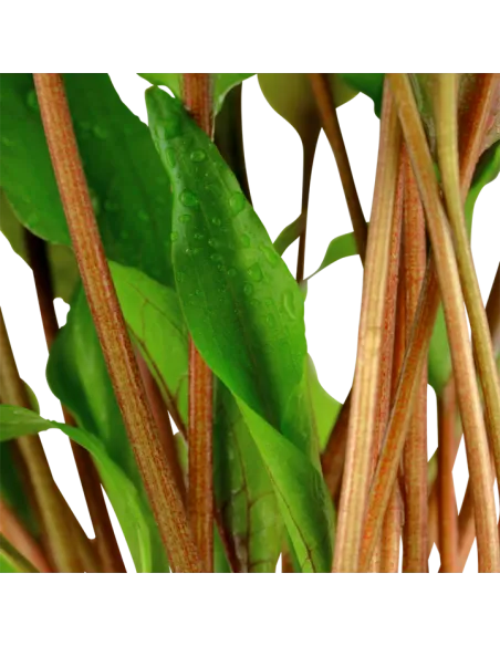 Cryptocoryne undulata 'Broad Leaves'