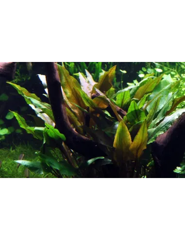 Cryptocoryne undulata 'Broad Leaves'