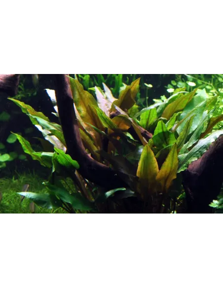 Cryptocoryne undulata 'Broad Leaves'