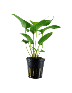 Anubias gracilis