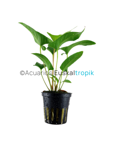Anubias gracilis
