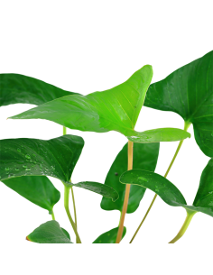 Anubias gracilis 2