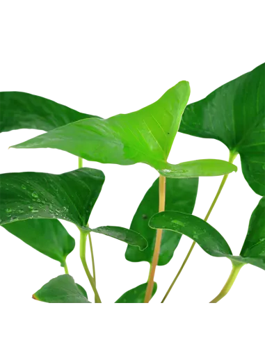 Anubias gracilis