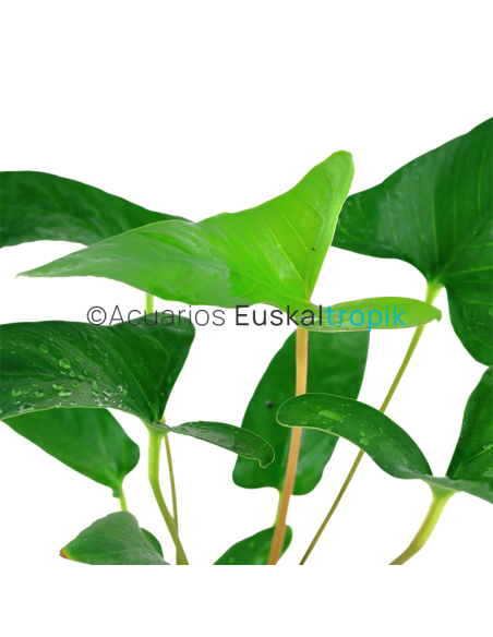 Anubias gracilis