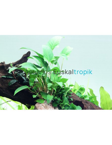 Anubias gracilis