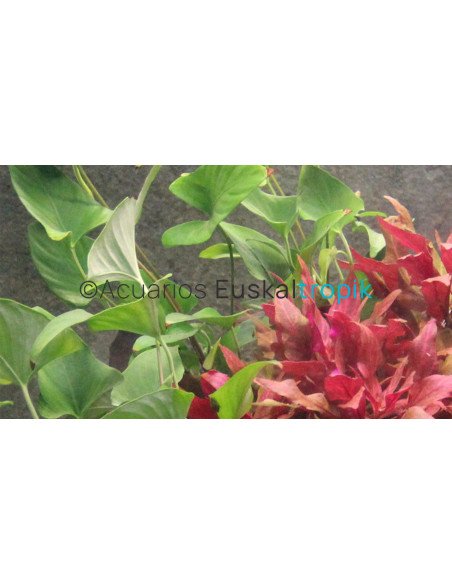 Anubias gracilis
