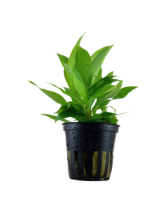 Hygrophila corymbosa 'Siamensis'