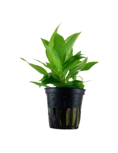 Hygrophila corymbosa 'Siamensis'