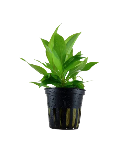 Hygrophila corymbosa 'Siamensis'