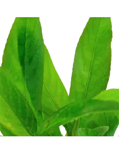 Hygrophila corymbosa 'Siamensis' 2