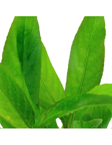 Hygrophila corymbosa 'Siamensis'