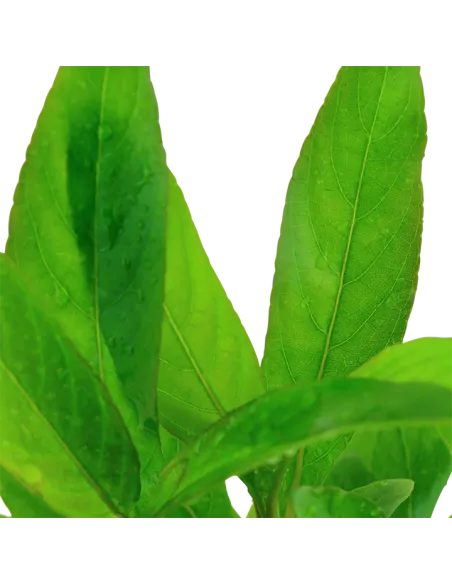 Hygrophila corymbosa 'Siamensis'