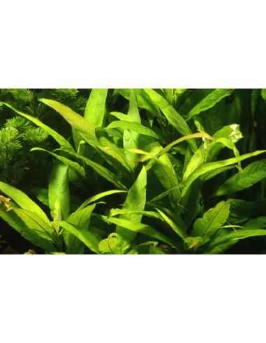 Hygrophila corymbosa 'Siamensis'