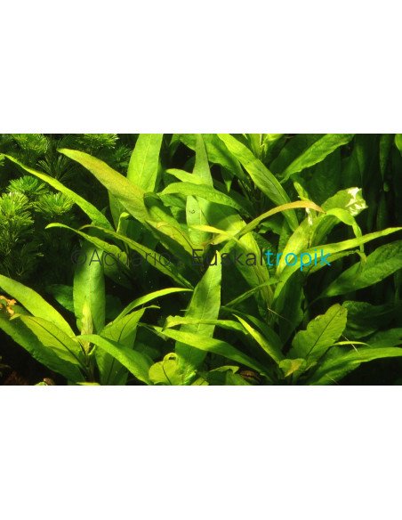 Hygrophila corymbosa 'Siamensis'