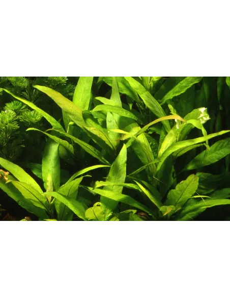 Hygrophila corymbosa 'Siamensis'