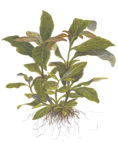 Hygrophila corymbosa 'Siamensis'