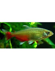 Tetra flamenco
