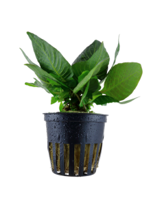 Hygrophila corymbosa 'Compact'