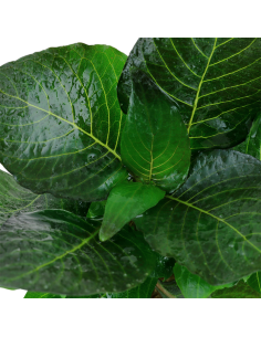 Hygrophila corymbosa 'Compact' 2