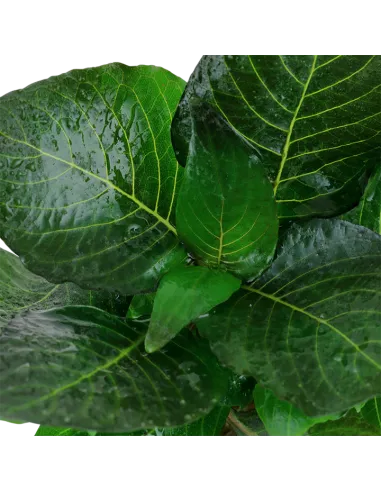 Hygrophila corymbosa 'Compact'