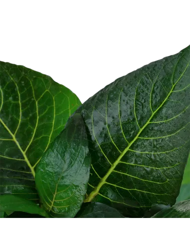 Hygrophila corymbosa 'Compact'