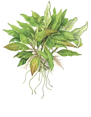 Hygrophila corymbosa 'Compact'