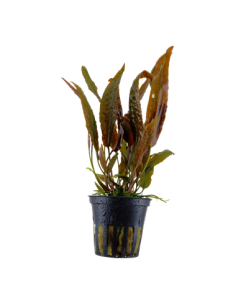 Cryptocoryne usteriana