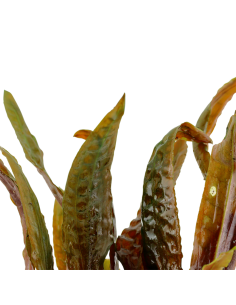 Cryptocoryne usteriana 2