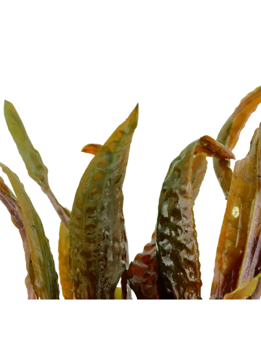 Cryptocoryne usteriana