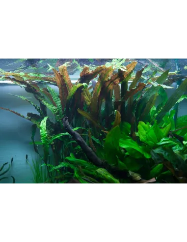 Cryptocoryne usteriana