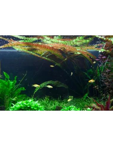 Cryptocoryne usteriana