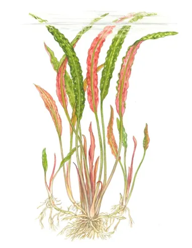 Cryptocoryne usteriana