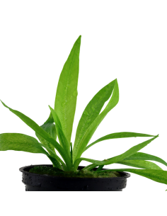 Helanthium bolivianum 'Quadricostatus' 2