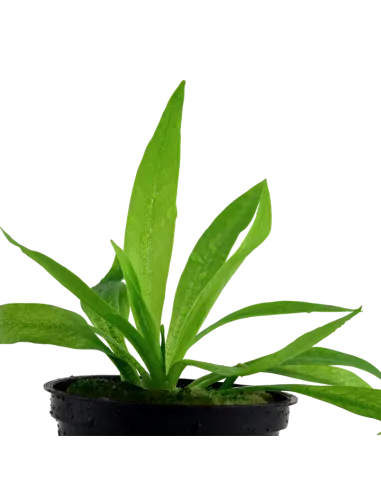 Helanthium bolivianum 'Quadricostatus'