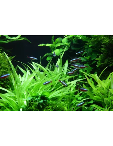 Helanthium bolivianum 'Quadricostatus'