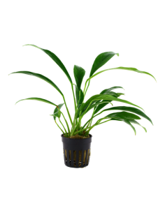 Anubias barteri var. glabra (angustifolia)